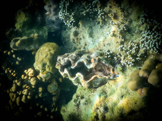 Fototapeta na wymiar Amazing oyster at Ao Nang Bay in Thailand