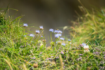 spring flowers in the grass