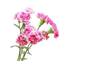 カーネーションの花束