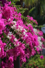white and pink bougainvillea intertwined
