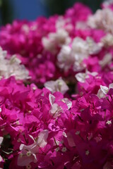 white and pink bougainvillea intertwined
