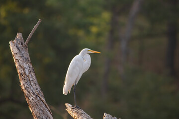 Great White Egret perched on dead tree just after sunrise