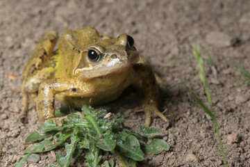 European common frog close up on mud with copy space to the right hand side.