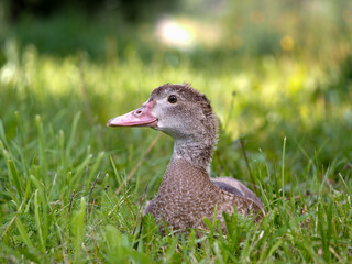 Duck in the green grass