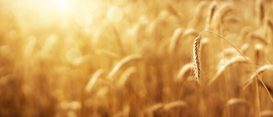 Close up of ear of wheat over defocused background, agricultural background with copy space