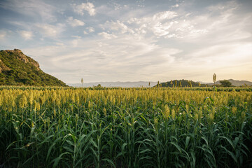 Fototapeta na wymiar Corn fields in Chalcatzingo Morelos