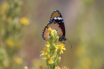 Danaus chrysippus butterfly in nature