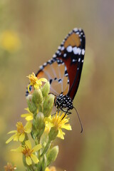 Danaus chrysippus butterfly in nature