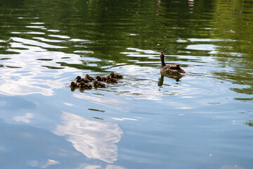 duck with small ducklings swims in the pond