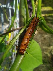  Brown Orange Caterpillar Eating Leaves Before Metamorphing Into A Butterfly