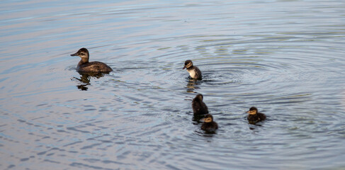 family of wild ducks on a small lake in the wild