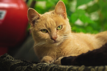 Naklejka na ściany i meble Portrait of a small ginger kitten in the shade of a gazebo in the garden in the backyard