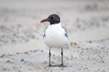 seagull wondering around fort fisher beach north carolina
