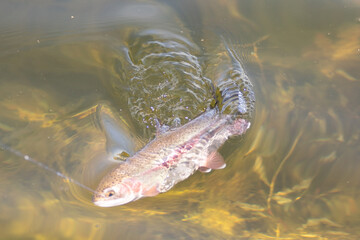 Obraz premium fishing for trout in a small lake in washington state