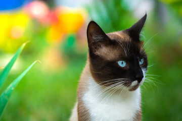 Beautiful photo in the garden, Siamese cat in front of flowers and in a beautiful pose with a lot...