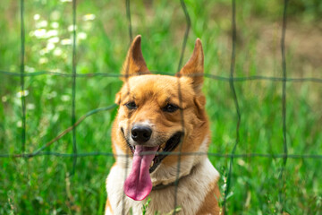 Naklejka na ściany i meble Close up portrait of handsome welsh corgi against green backyard background, domestic purebred dog