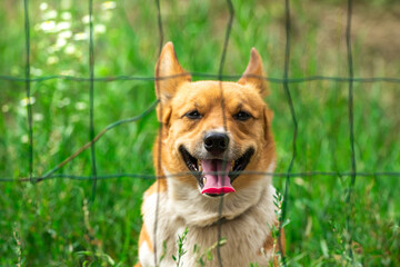 Close up portrait of handsome welsh corgi against green backyard background, domestic purebred dog