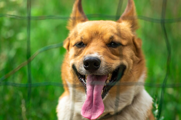 Close up portrait of handsome welsh corgi against green backyard background, domestic purebred dog