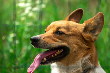 Close up portrait of handsome welsh corgi against green backyard background, domestic purebred dog