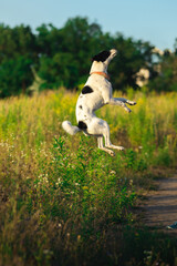 A dog in beautiful positions jumping in the air, basenji and training for a walk