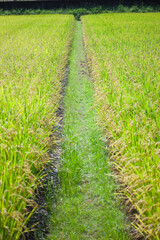 稲の若苗と畦道	