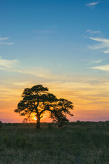 Fototapeta na wymiar atardecer de campo con árbol de algarrobo en primer plano con el sol detrás