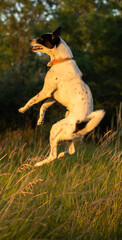 The dog does somersaults in jumping, basenji in training