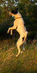 The dog does somersaults in jumping, basenji in training