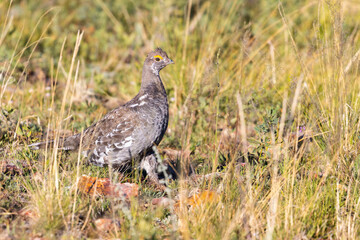 Dusky Grouse