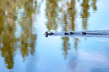 family of wild ducks on a small lake in the wild