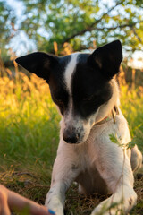 Portrait of a dog for a walk in the forest, basenji in disbelief