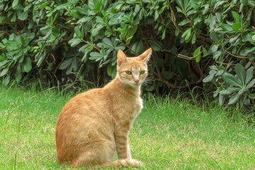 Gato amarillo