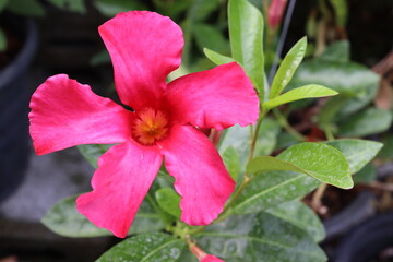 Pink flower blooming on green leaves and tree closeup in the garden.