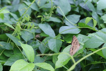 Butterfly perching on green leaves closeup with water droplets after the rain falling.