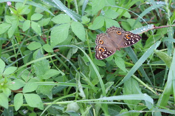 Butterfly perching on green leaves closeup with water droplets after the rain falling.