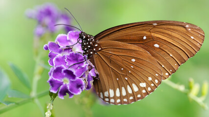 elegant brown monarch butterfly on a purple flower, a gracious and fragile lepidoptera insect famous for its migration, macro photo in a botanical garden, Chiang Mai, Thailand