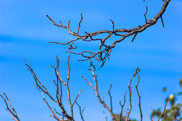 Árvore, Outono, Galhos, Céu Azul