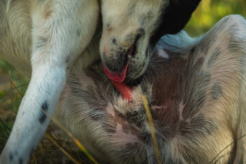 Excited dog licks its red and large penis, photo for study