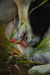 Excited dog licks its red and large penis, photo for study
