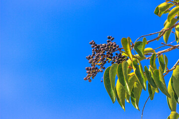 Sementes, Árvore, Folhas, Galhos, Céu Azul