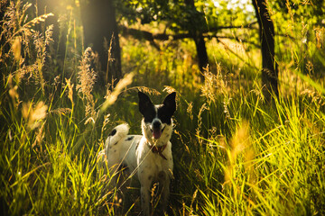 Joyful dog on a path among spikelets, walking with basenji in nature
