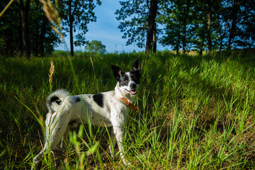 Obraz na płótnie Canvas The dog prowls in the green pleasant grass