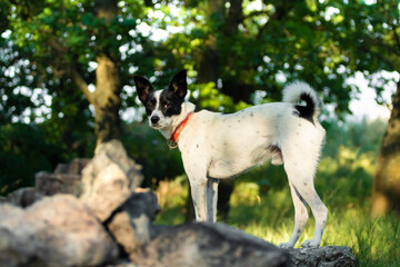 A dog near the rocks in the forest in full growth, an assistant in hiking, Basenji breed