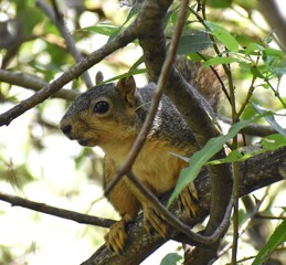 Naklejka na ściany i meble An eastern fox squirrel (Sciurus niger) hides in the trees near Pinto Lake, in Watsonville, California