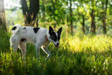 Basenji dog in the dawn grass beautiful bright fresh background in nature