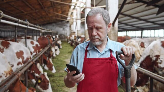 Smart Agritech livestock farming. Adult bearded smiling man using smartphone modern barn with brown cows eating grass on background. Internet connect. Business communication. Checking news online. 4K.