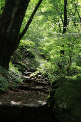 Natural landscape in mitake mountain , japan ,tokyo