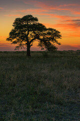 atardecer de campo con árbol de algarrobo en primer plano con el sol ya puesto en horizonte