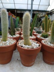 
different shots of cactus of different species