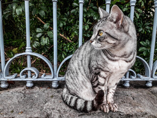 Obraz premium a gray cat sitting on a fence